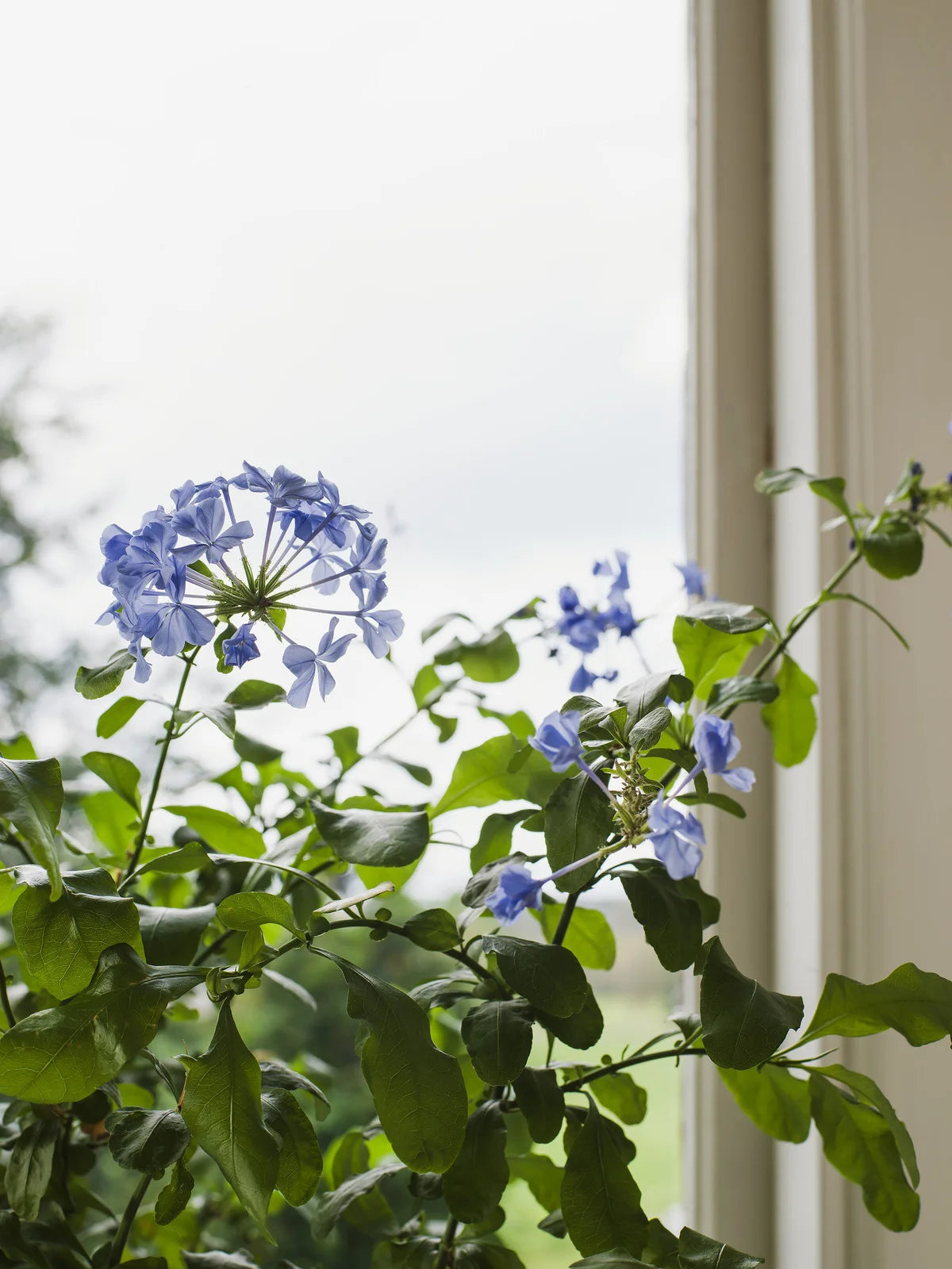 Wallpaper with a floral pattern of flowers and leaves MYRTEN blue with white