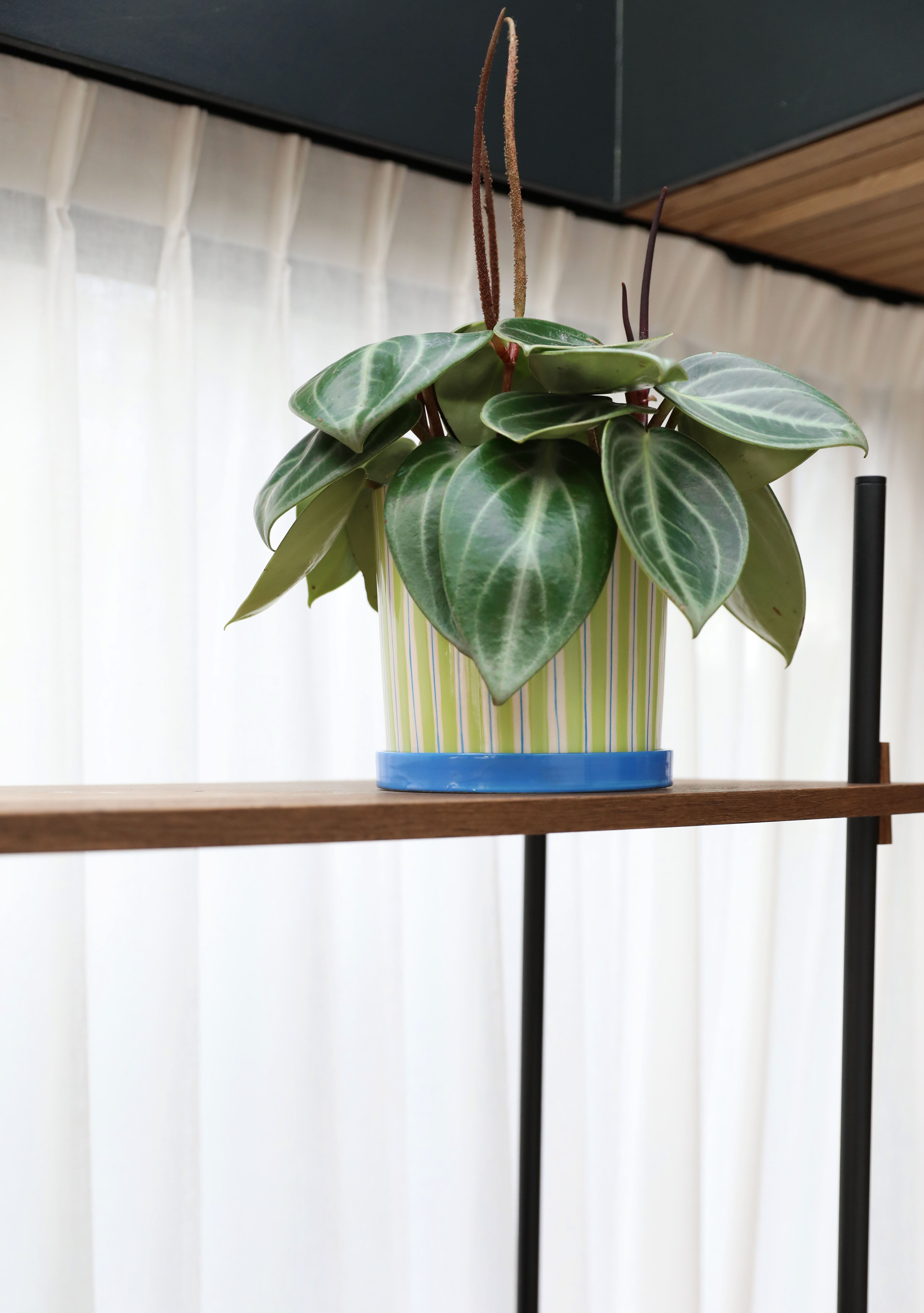 Bloempot RAY groen met blauw