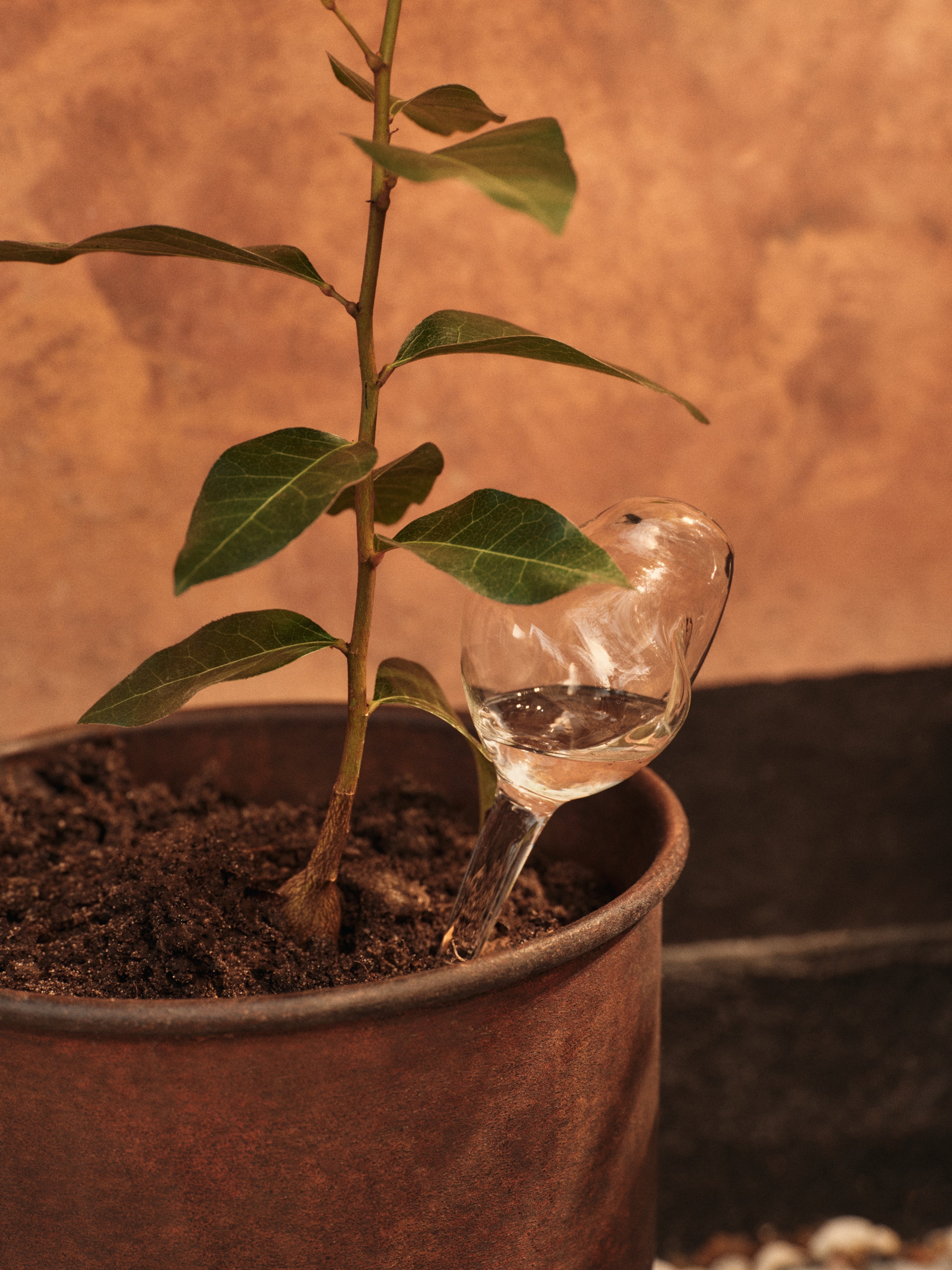 Bewässerungskugel-Set MERCURY Glas