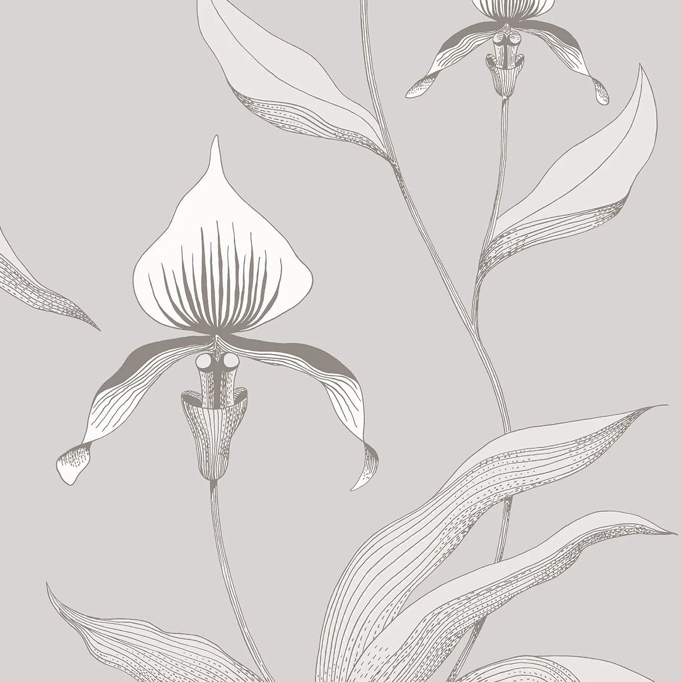 Behang met plantmotief van orchideeën CONTEMPORARY COLLECTION - ORCHID wit met grijs