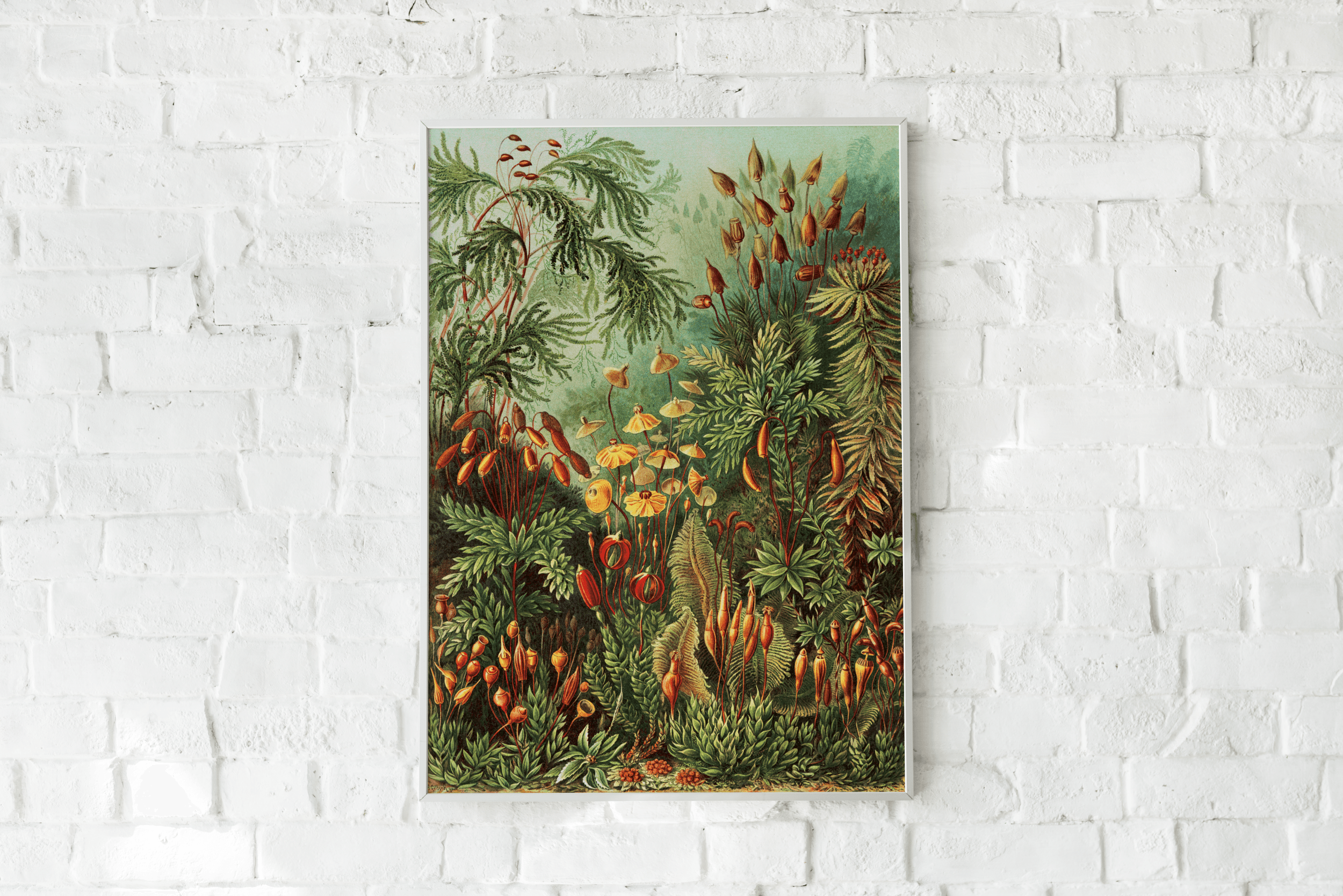 Plakat MUSCINAE Eye on Design Eye on Design