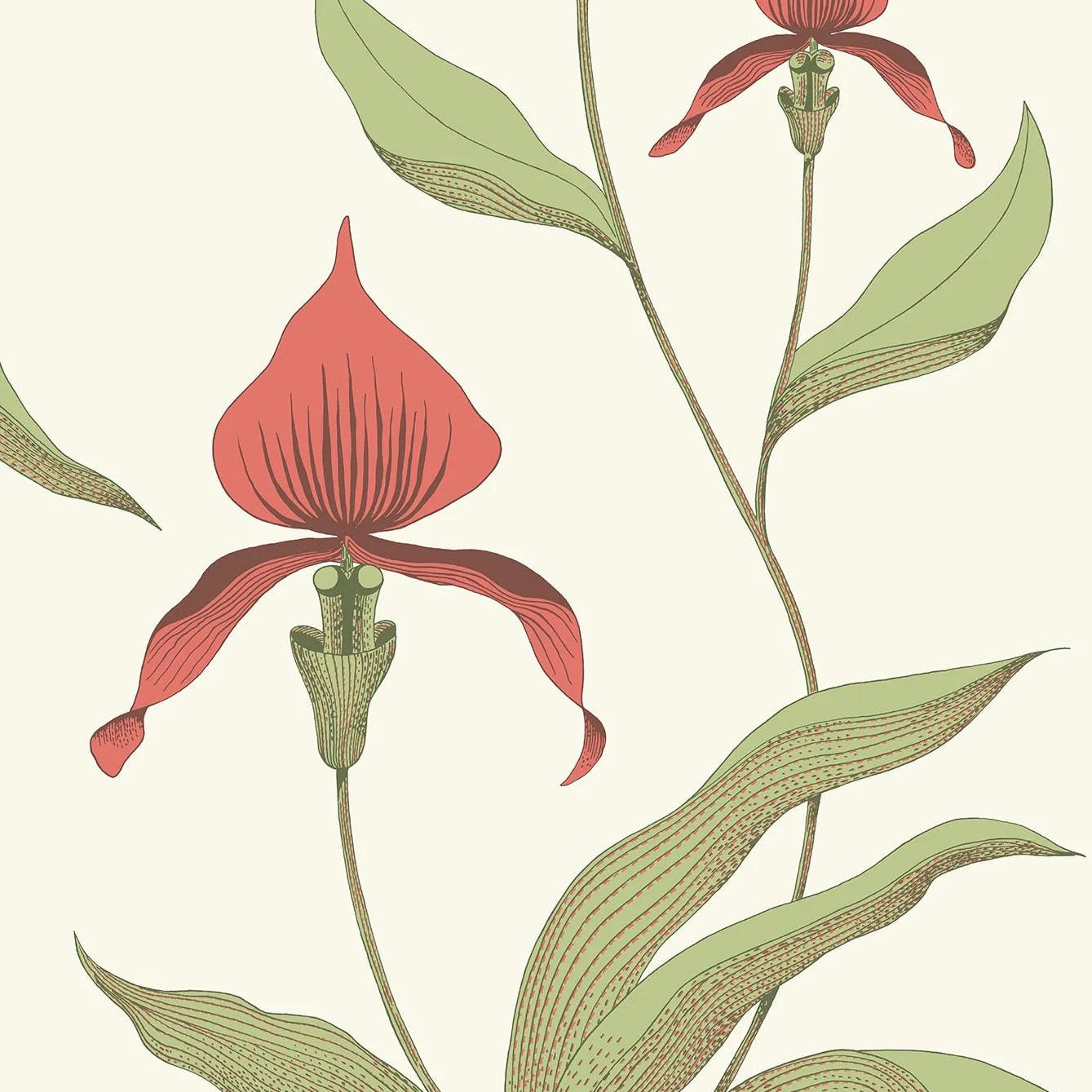 Tapeta z motywem roślinnym kwiatów orchidei CONTEMPORARY COLLECTION - Orchid czerwień i oliwkowy na pergaminie – Cole & Son