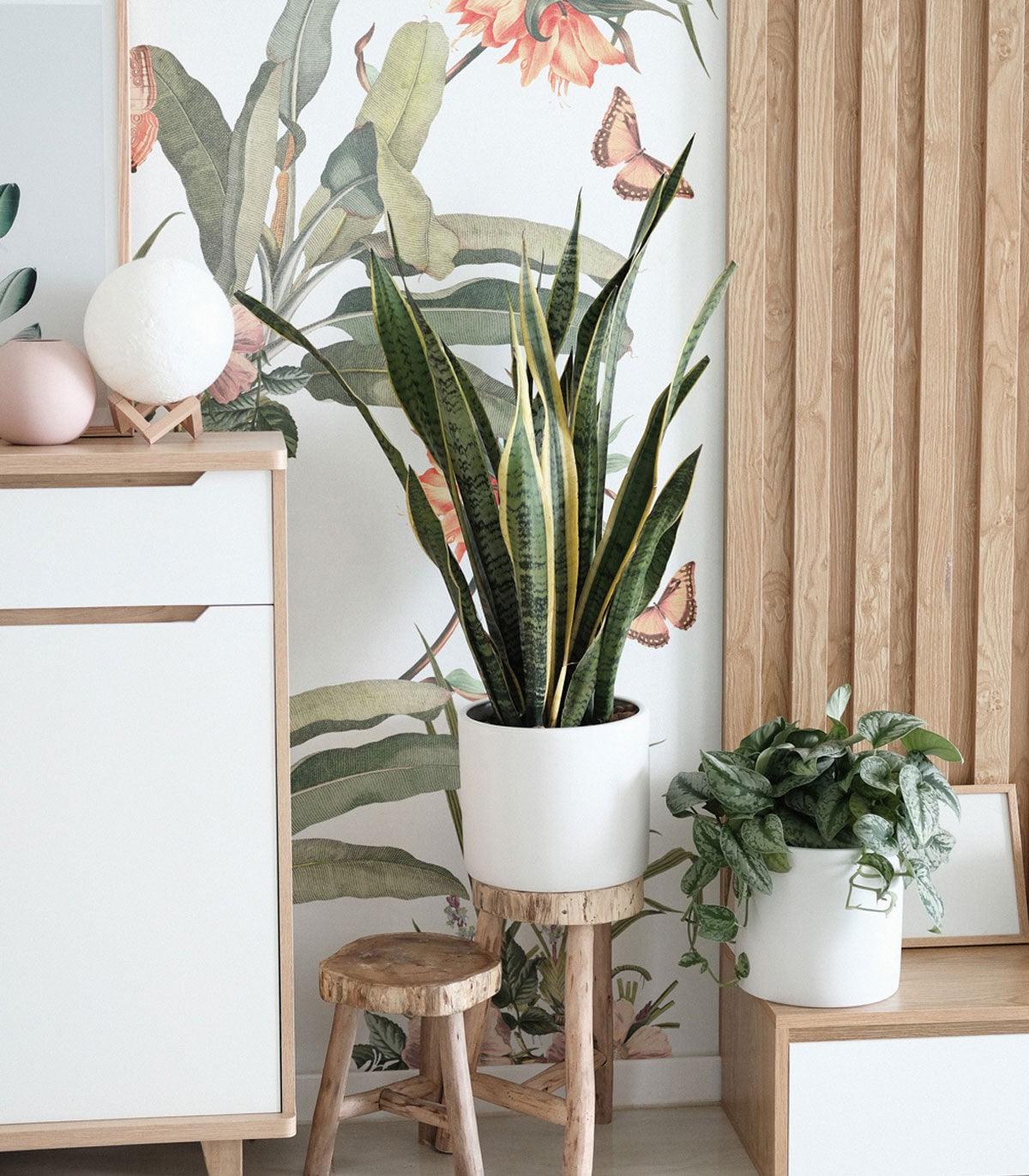 Tapeta PARADISE Wallcolors Eye on Design