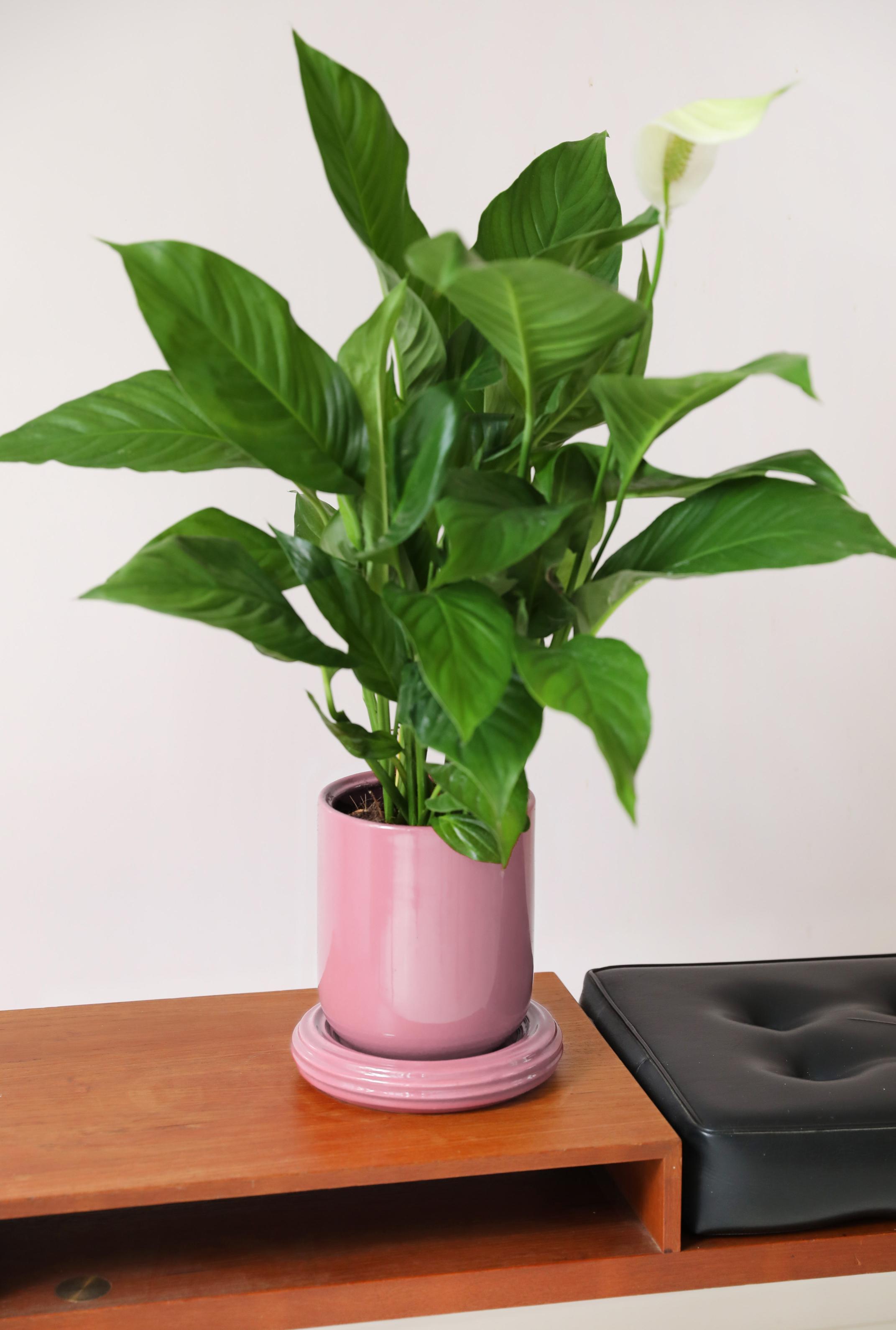 Bloempot CHURROS roze