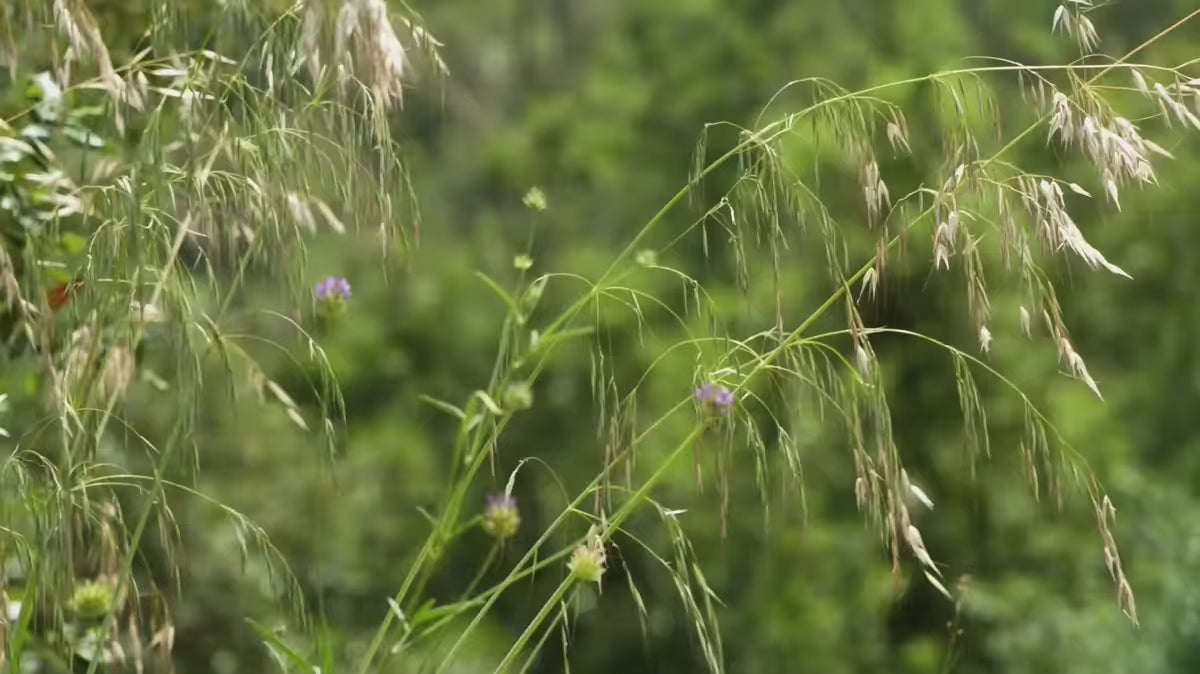 Kinderkleed TAMYA bruin